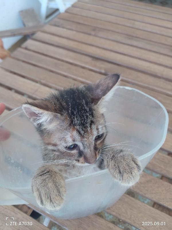 🐾 “Melissa, il tuo sorriso in formato micina” Foto 9